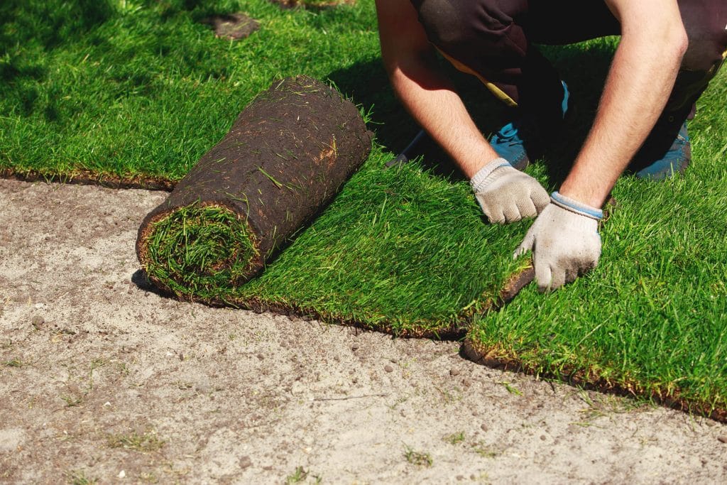 Sod Types Atlanta Sod Solutions